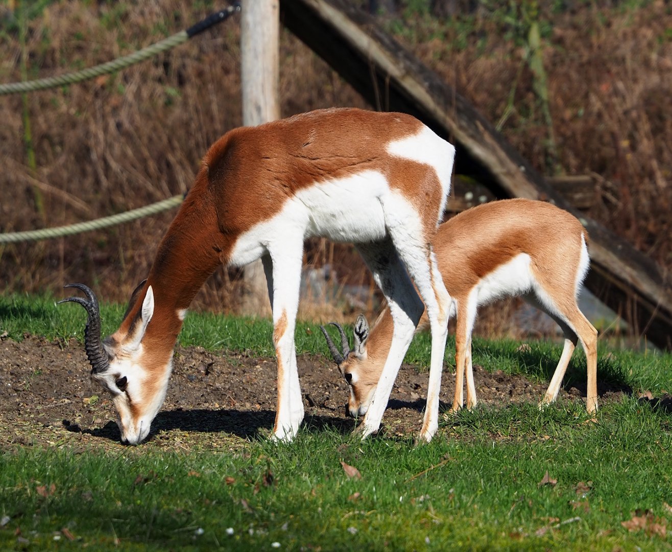 Mhorr gazelle (Nanger dama mhorr) and Saharan Dorcas gazelle (Gazella dorcas osiris), 2024-03-04