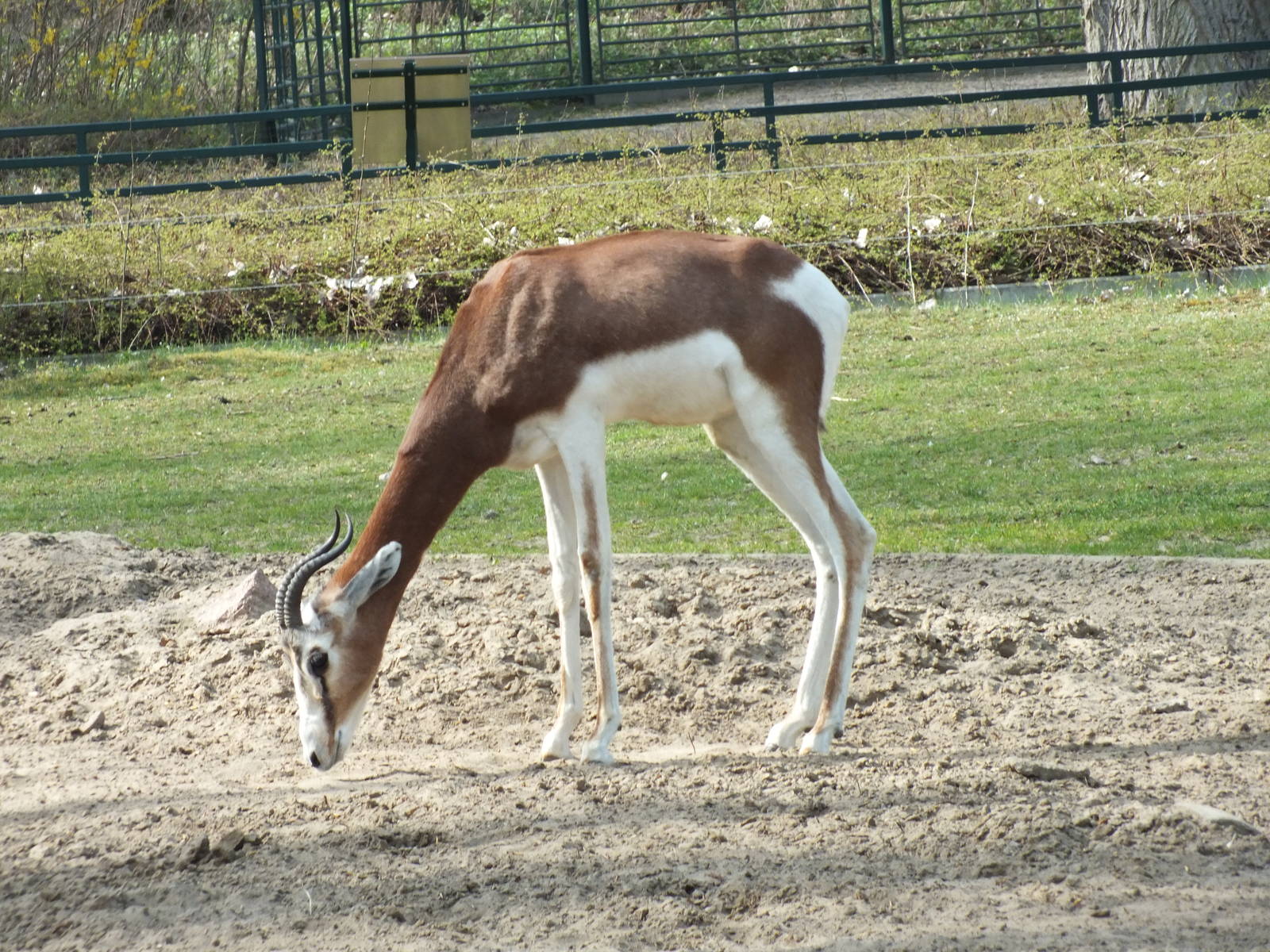 Mhorr Gazelle (Nanger dama mhorr) at Tierpark Berlin - 3 April 2014