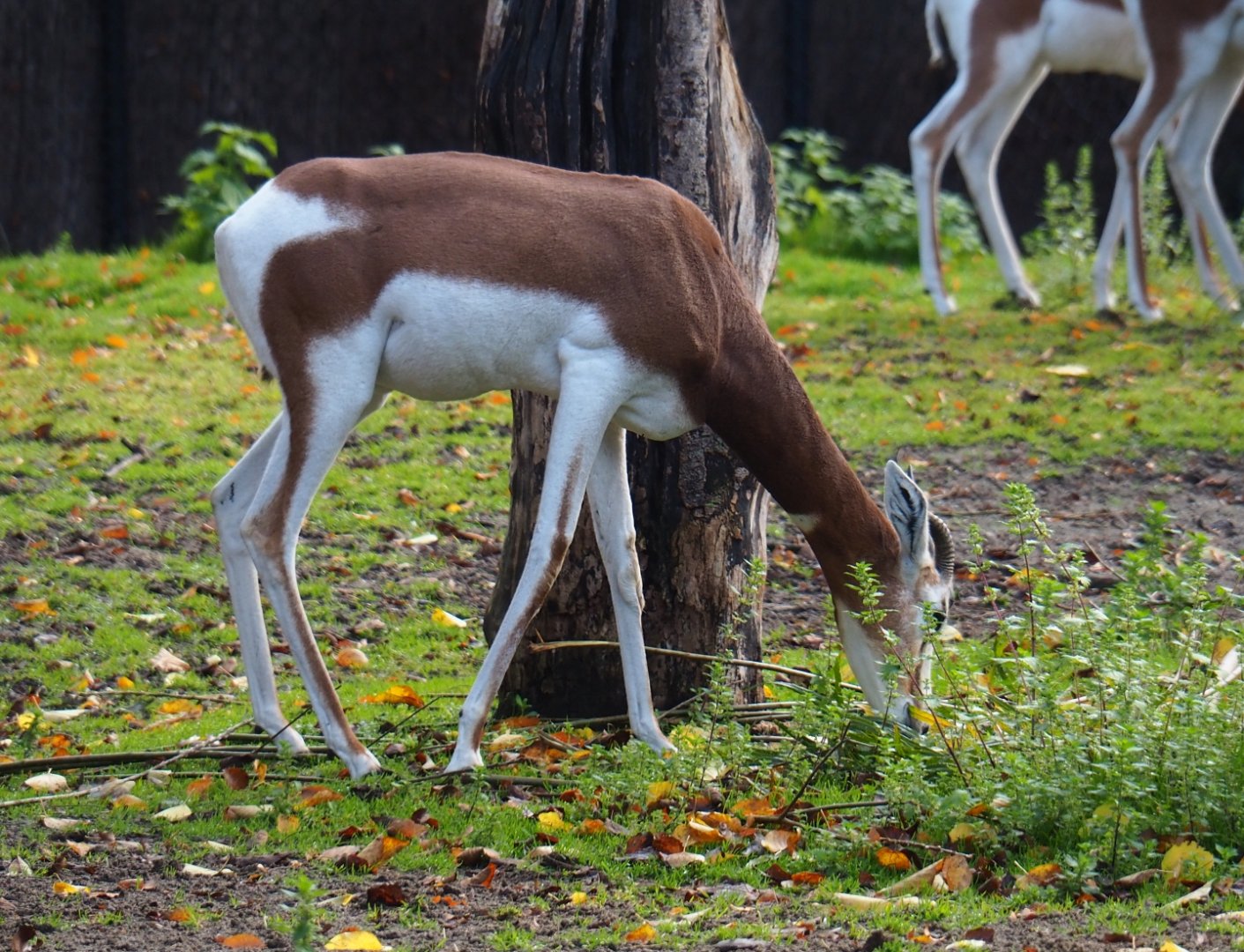 Mhorr gazelle (Nanger dama mhorr), Nov 10th, 2018
