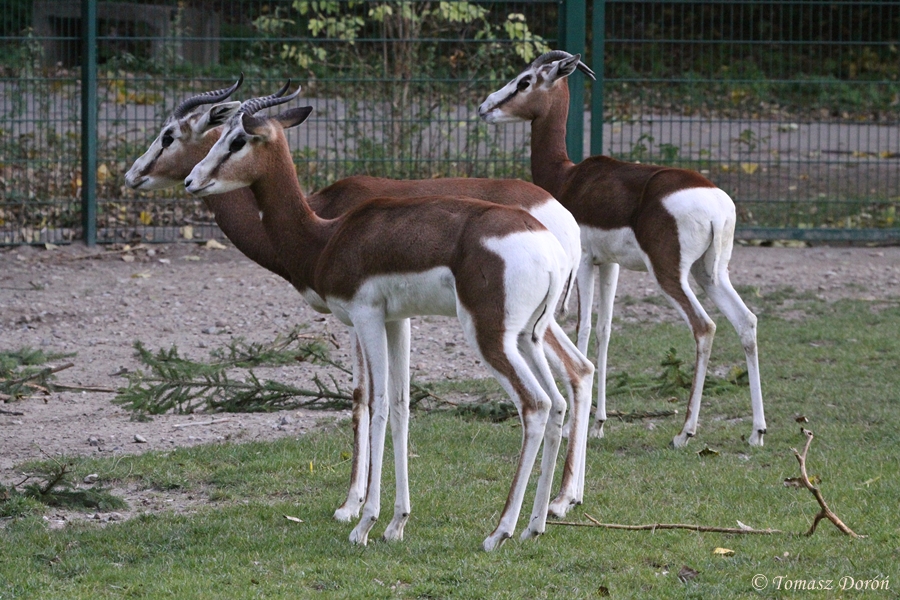 Mhorr Gazelle (Nanger dama mhorr)