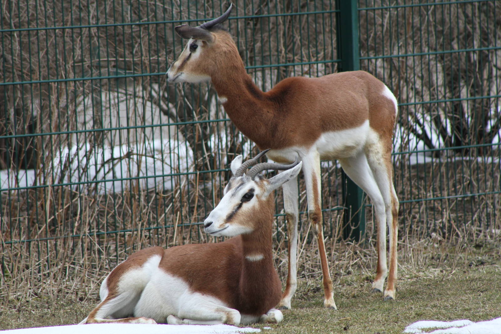 Mhorr Gazelle (Nanger dama mhorr)