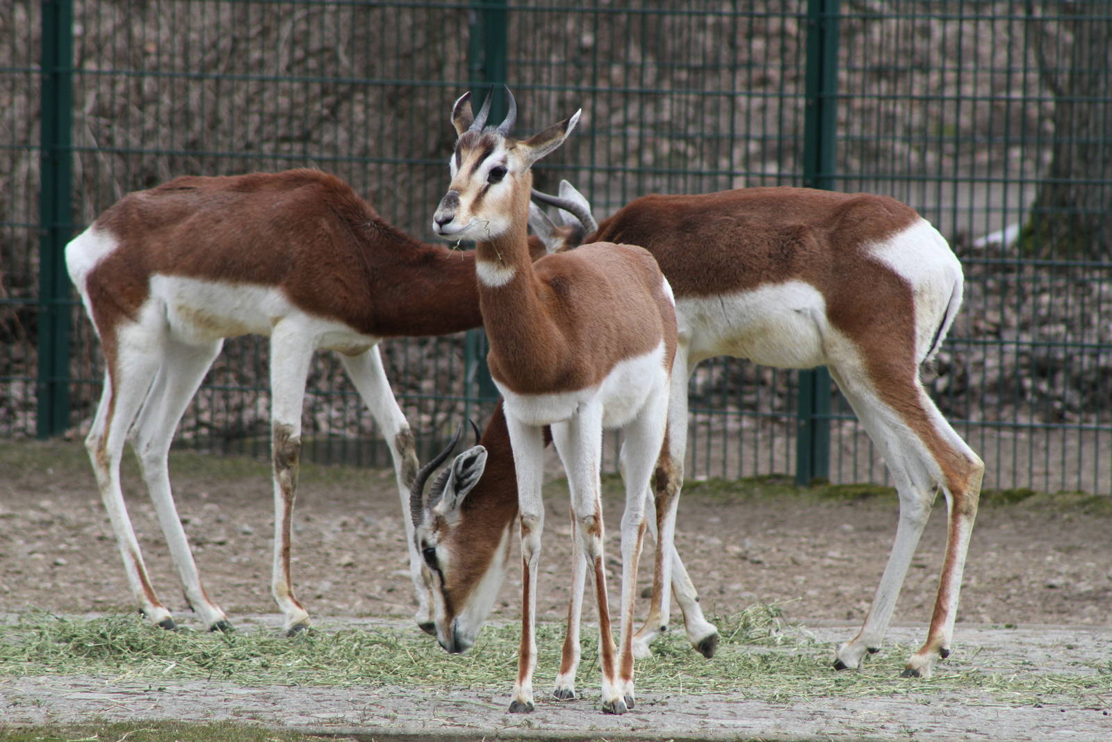 Mhorr Gazelle (Nanger dama mhorr)