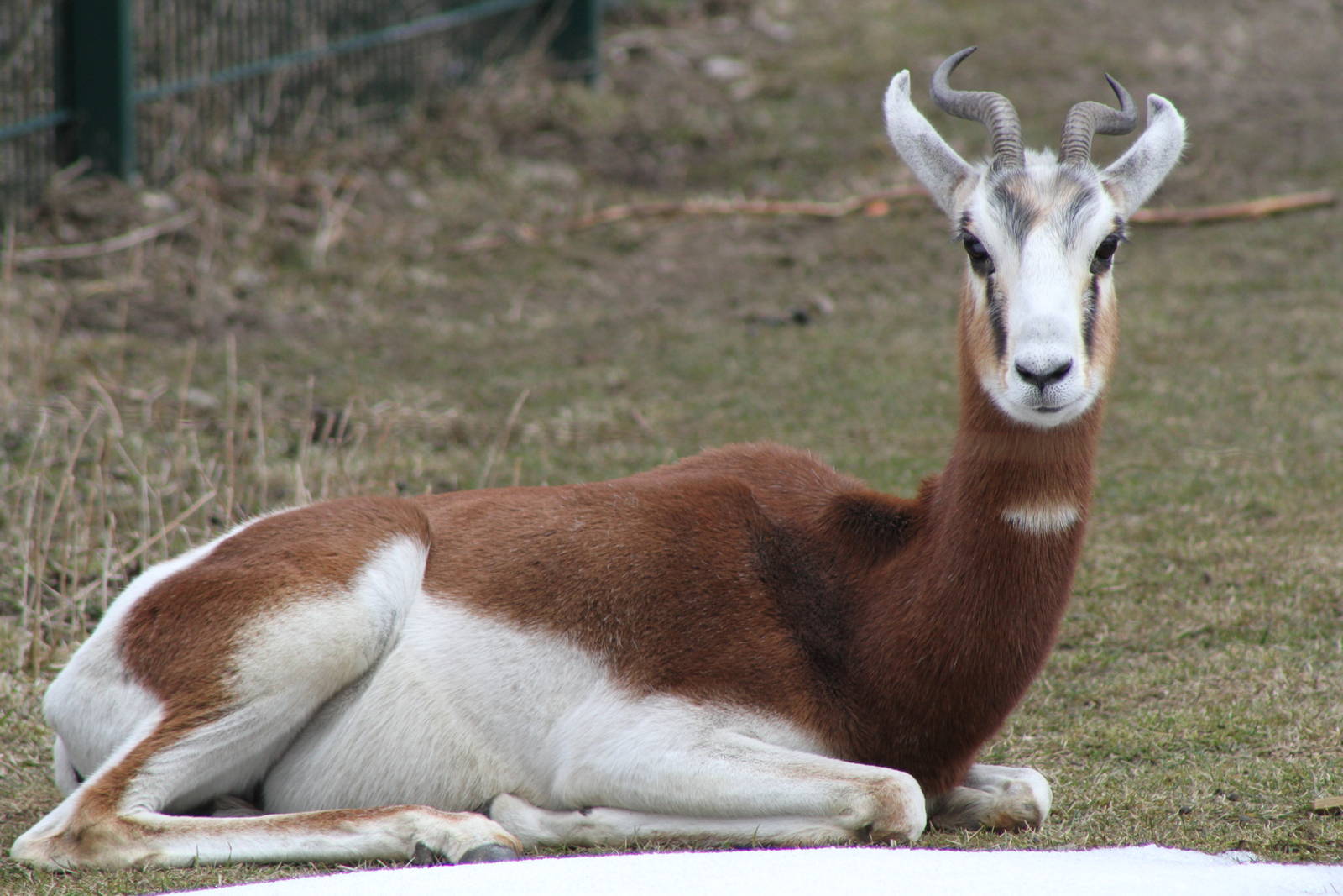 Mhorr Gazelle (Nanger dama mhorr)