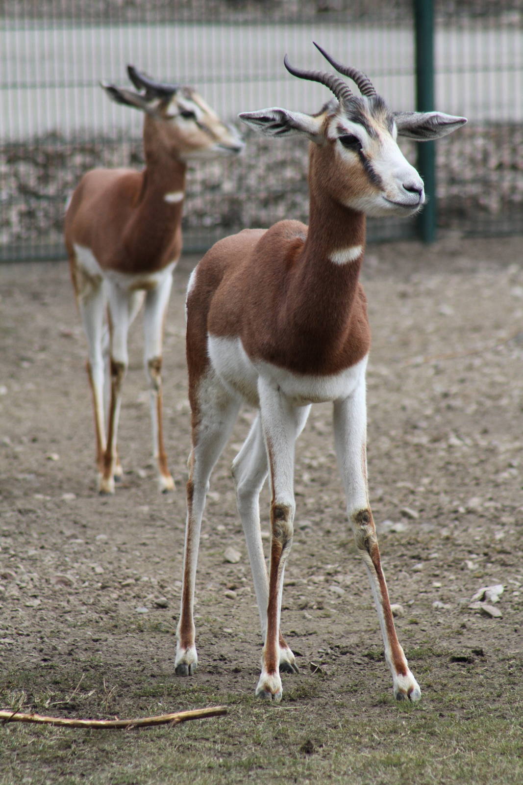 Mhorr Gazelle (Nanger dama mhorr)