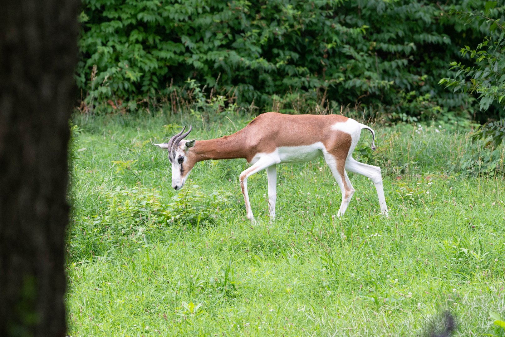 Mhorr Gazelle- (Nanger dama mhorr)