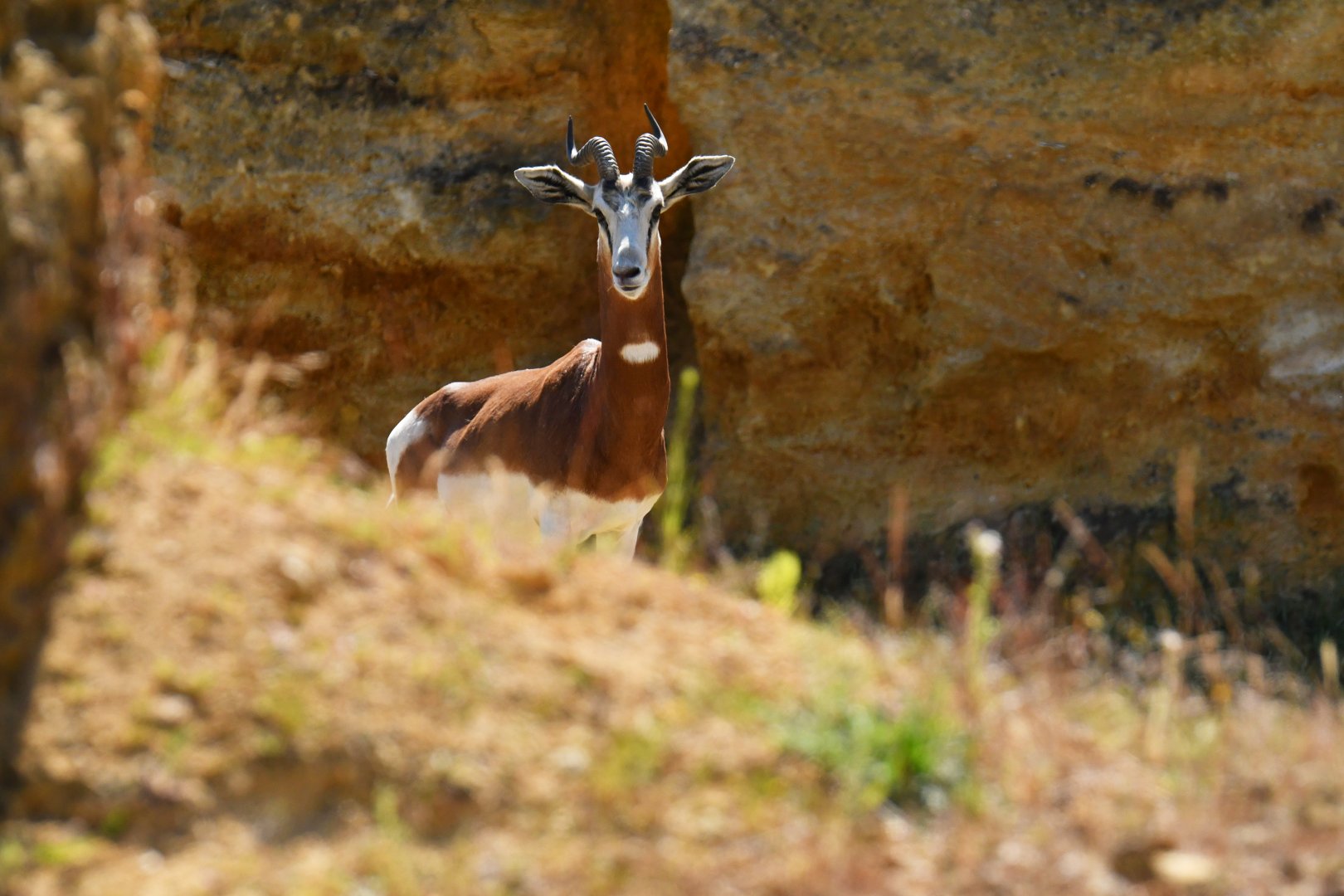 Mhorr gazelle (Nanger dama mhorr)