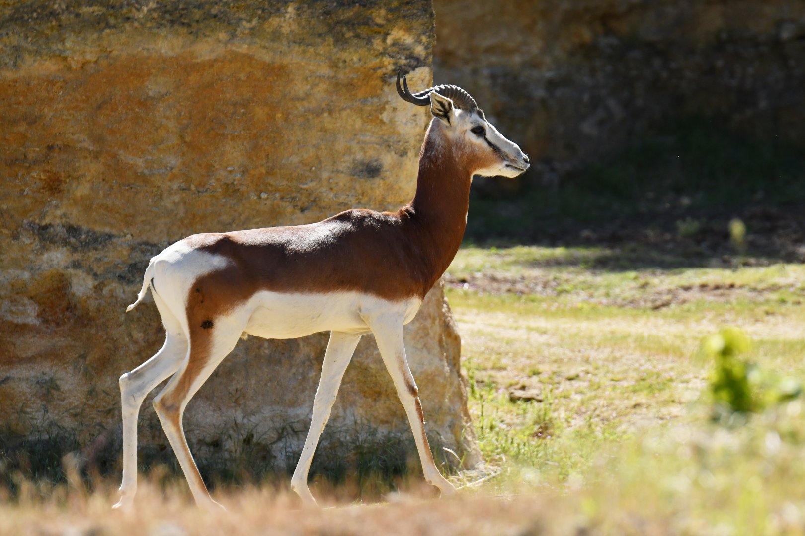 Mhorr gazelle (Nanger dama mhorr)