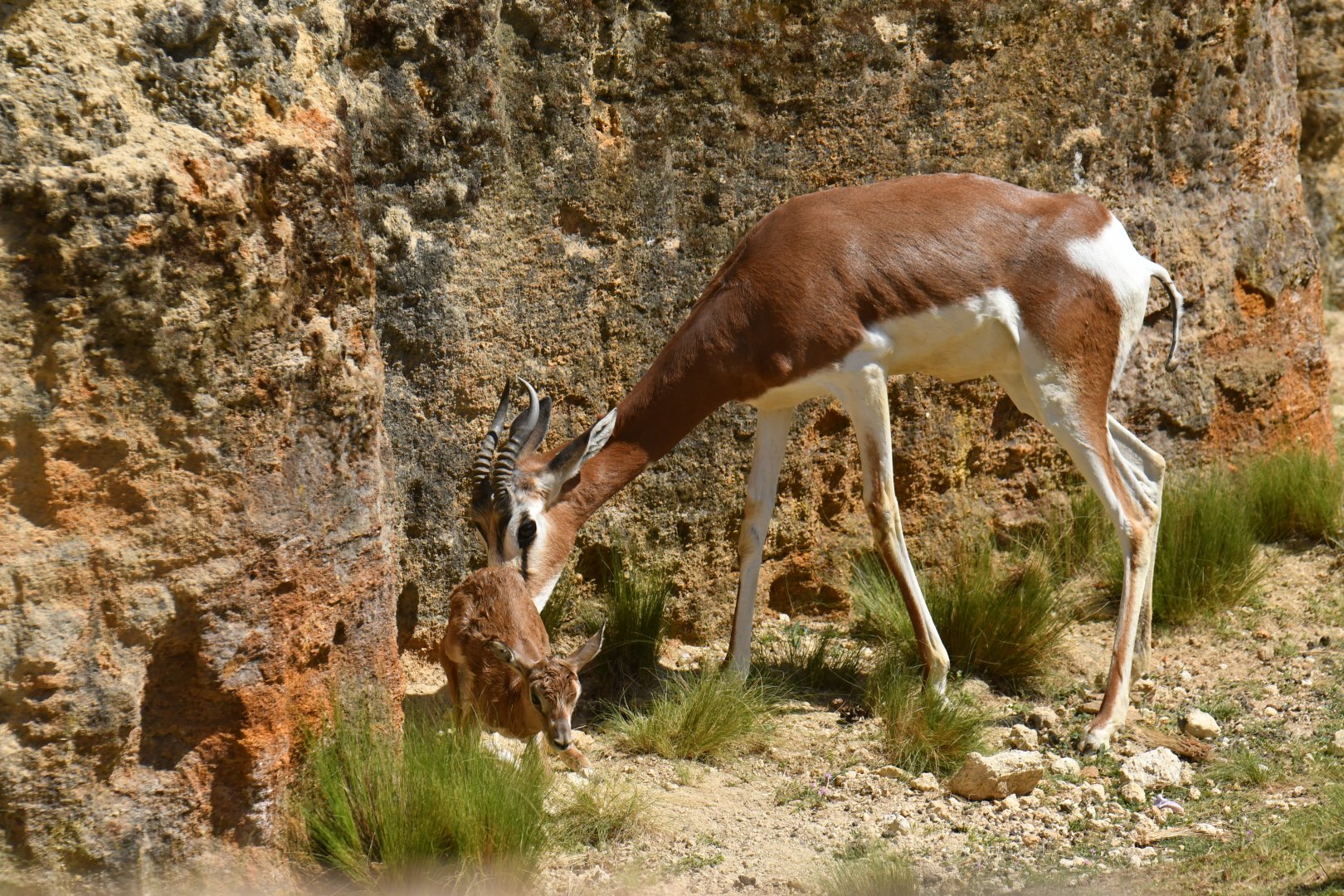 Mhorr gazelle (Nanger dama mhorr)