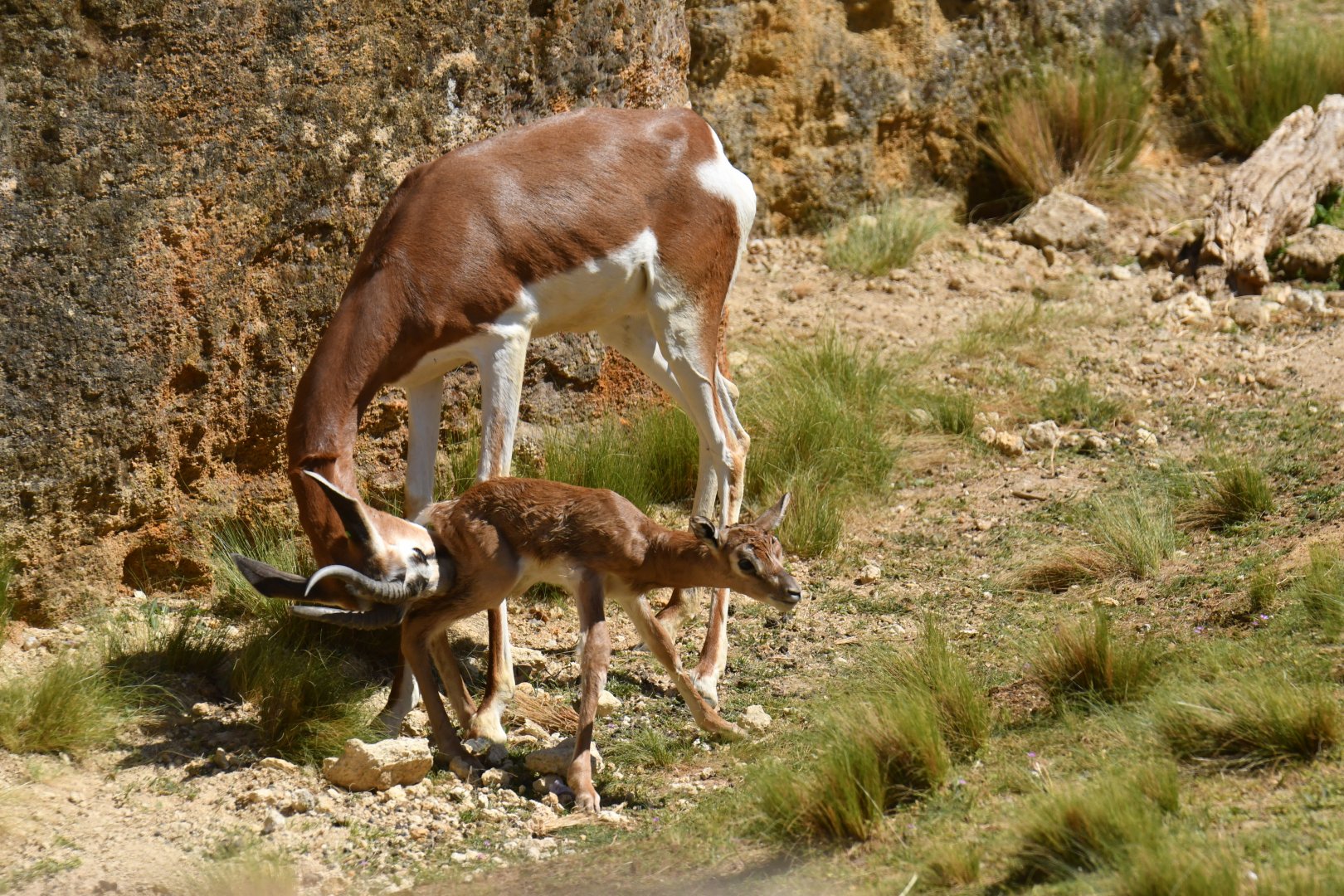 Mhorr gazelle (Nanger dama mhorr)