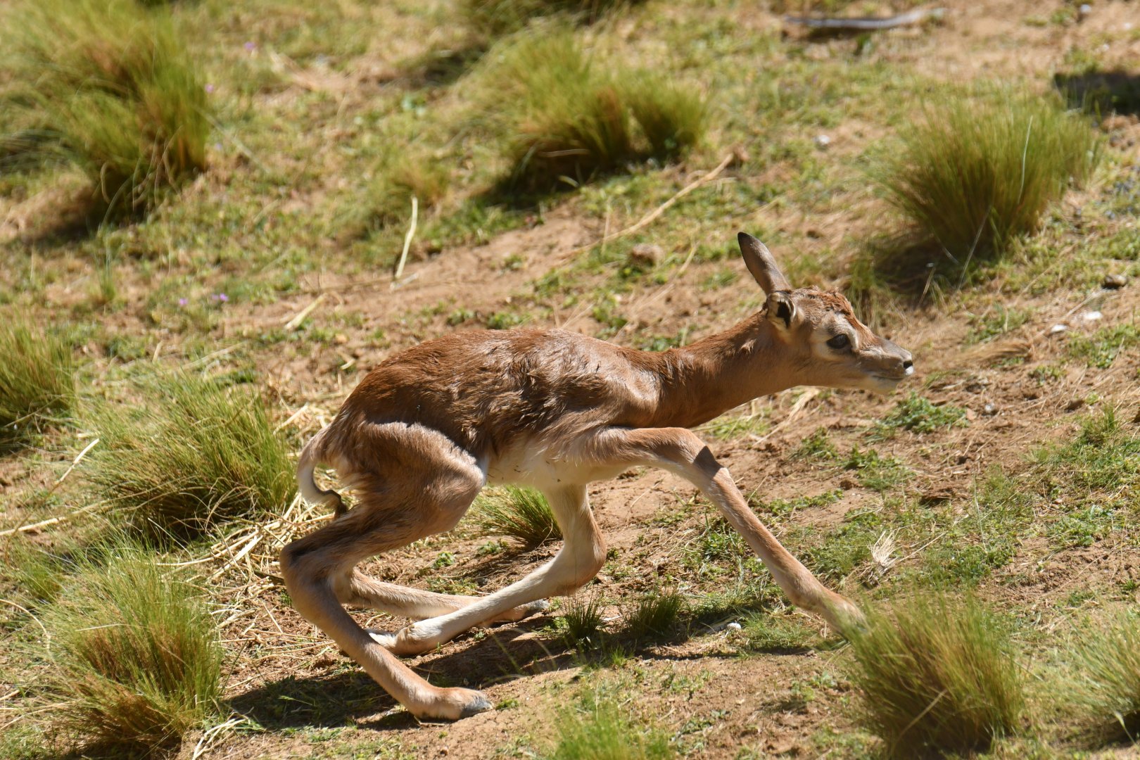 Mhorr gazelle (Nanger dama mhorr)