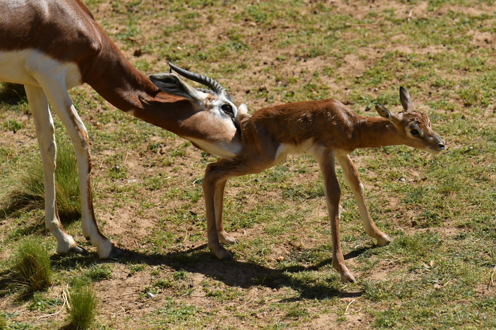 Mhorr gazelle (Nanger dama mhorr)