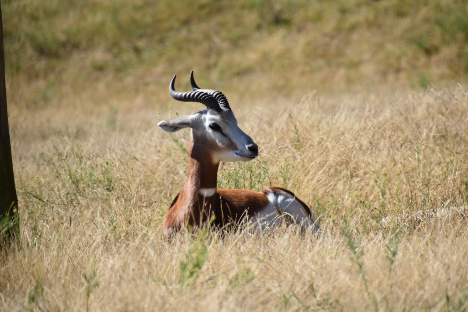 Mhorr gazelle (Nanger dama mhorr)