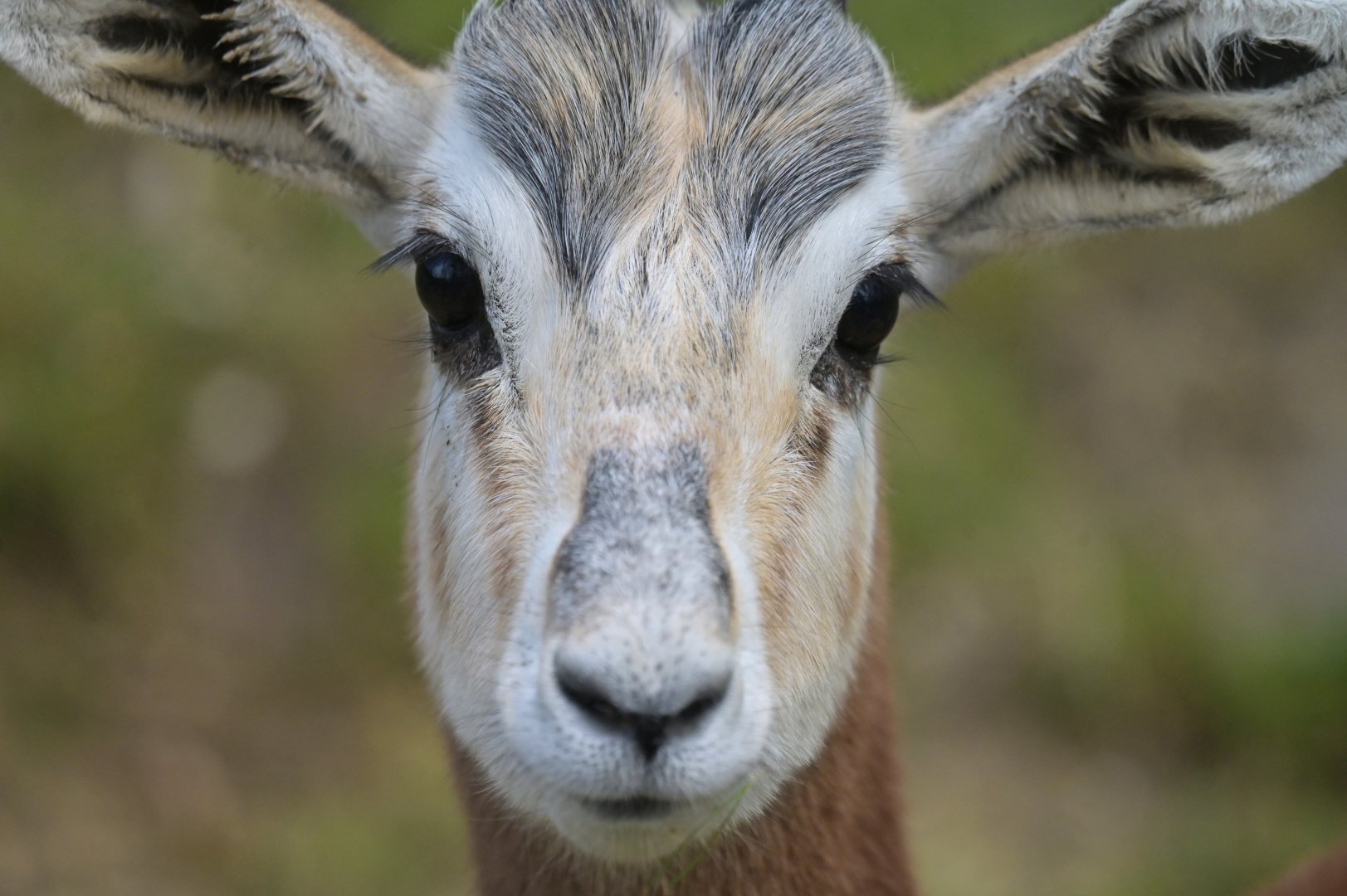 Mhorr gazelle (Nanger dama mhorr)