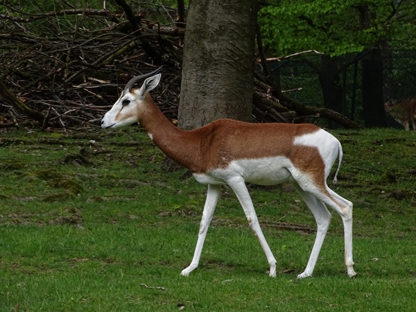 Mhorr gazelle (Nanger dama mhorr)