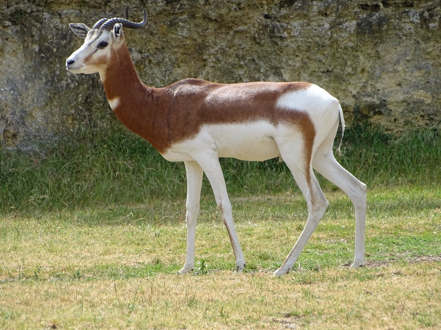 Mhorr gazelle (Nanger dama mhorr)