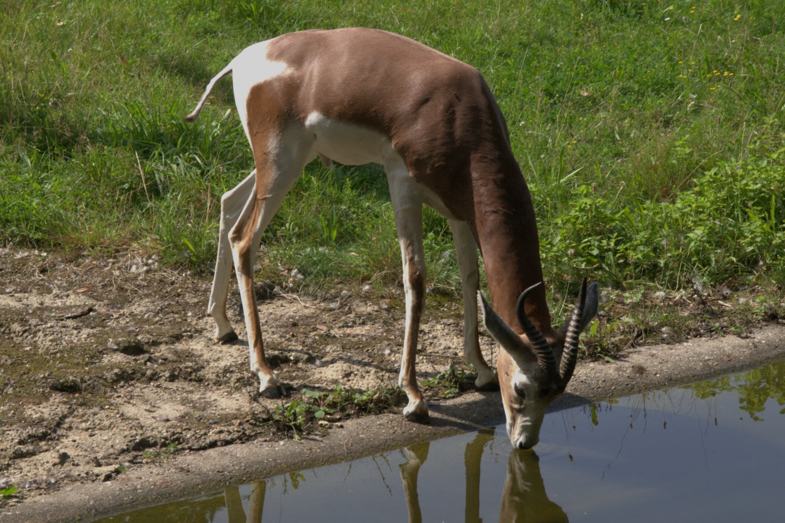 Mhorr Gazelle (Nanger dama mhorr)