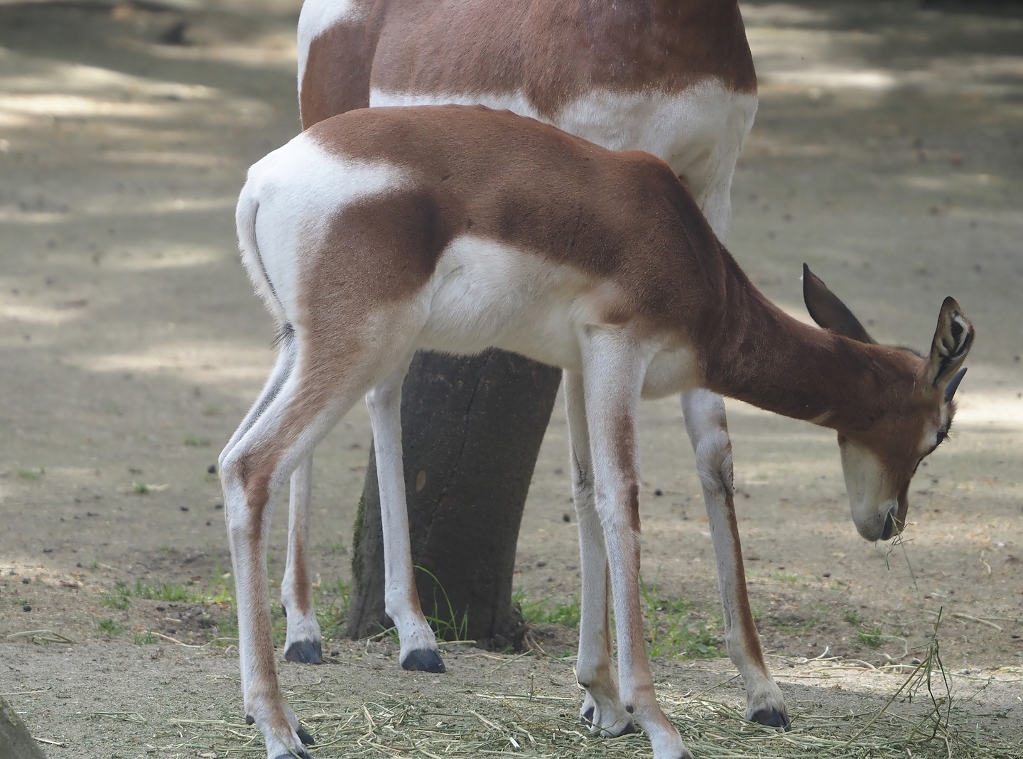 Mhorr gazelle (Nanger dhama mhorr), 2024-06-30