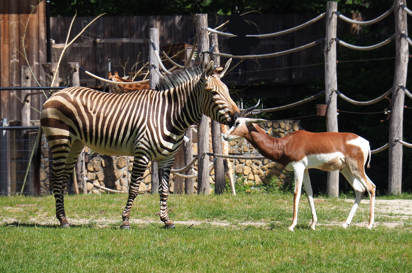 Mhorr gazelle (Nanger dhama mhorr) and Hartmann's mountain zebra (Equus zebra hartmannae), 2022-05-28
