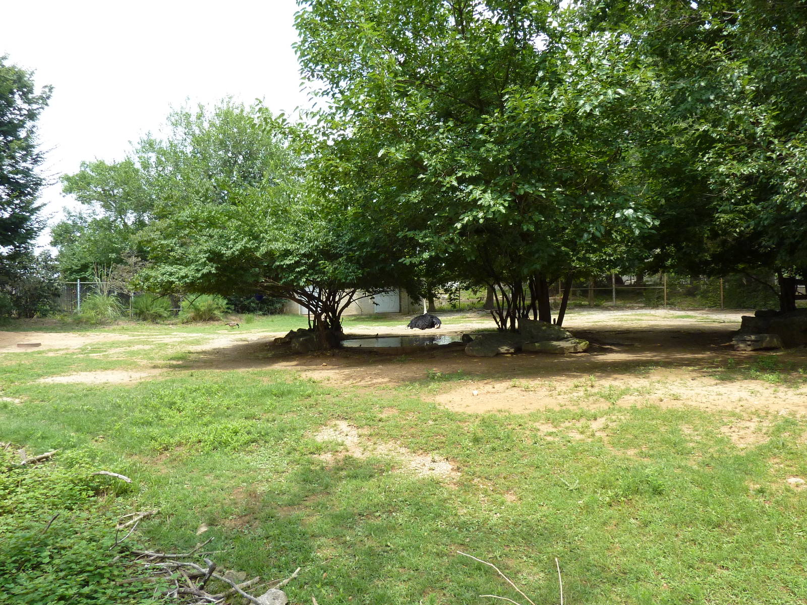 Mhorr Gazelle/Ostrich Exhibit