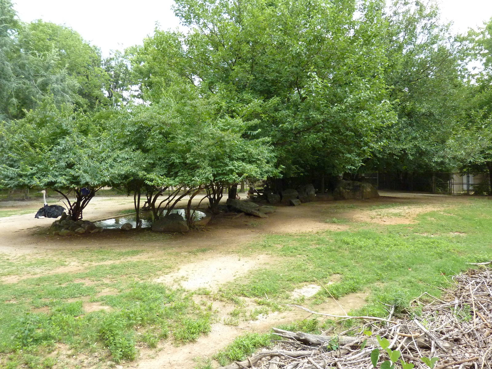Mhorr Gazelle/Ostrich Exhibit