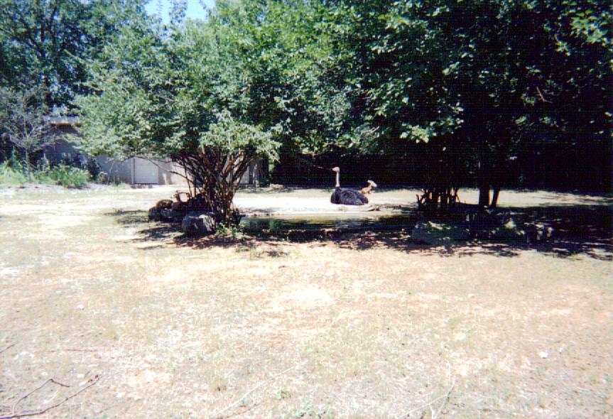 Mhorr Gazelle & Ostrich Exhibit