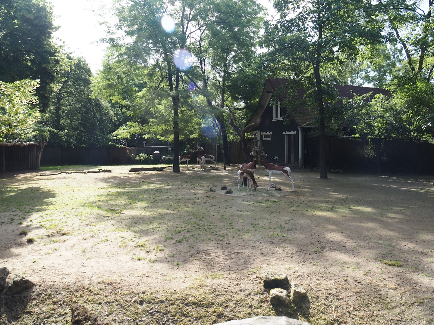 Mhorr gazelle paddock, 2024-06-30