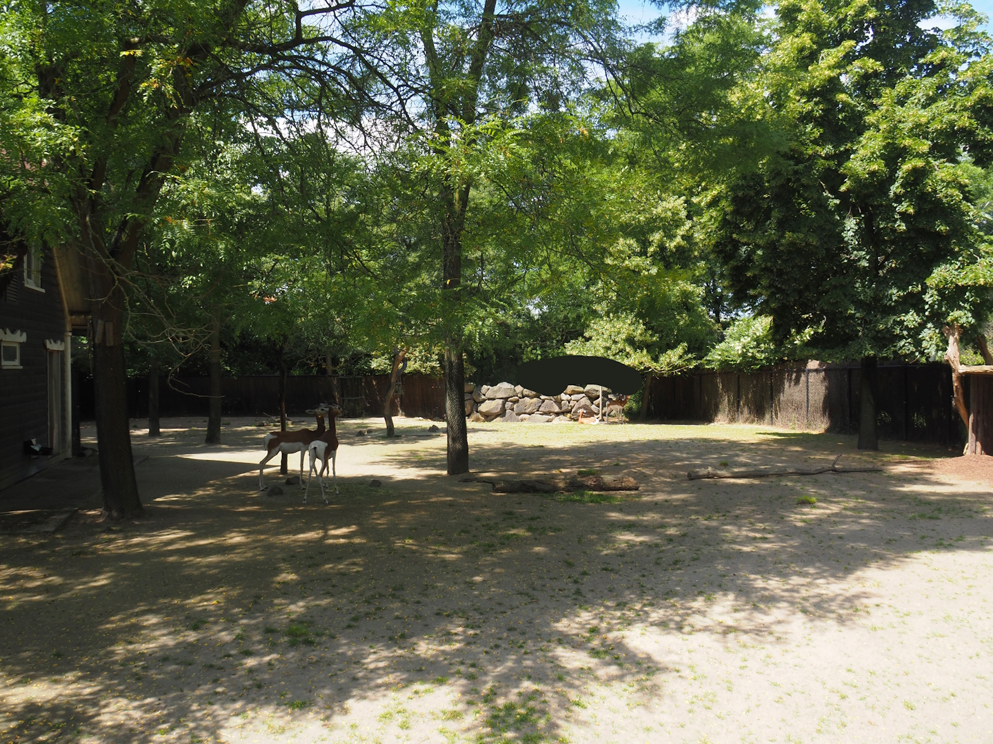Mhorr gazelle paddock, 2024-06-30