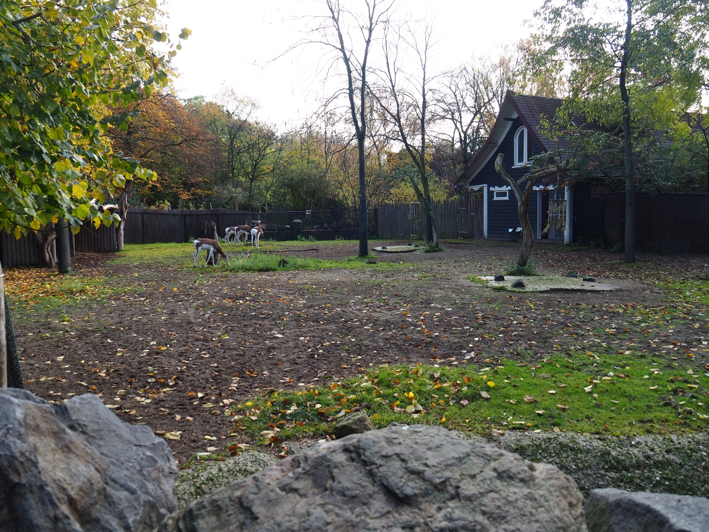 Mhorr gazelle paddock (Nov 10th, 2018)