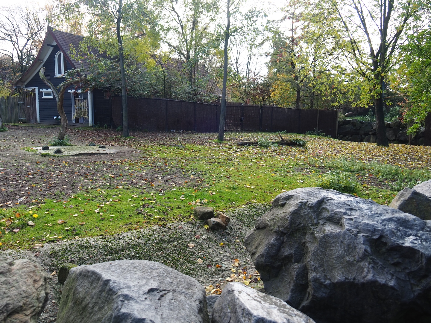 Mhorr gazelle paddock (Nov 10th, 2018)