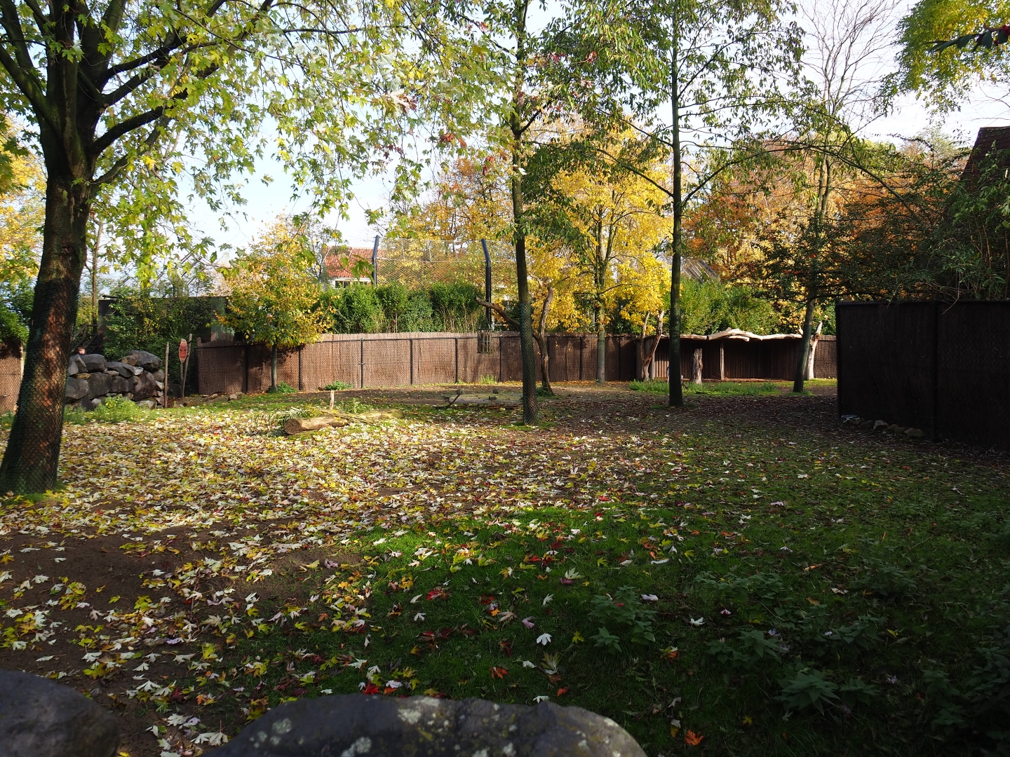 Mhorr gazelle paddock (Nov 10th, 2018)