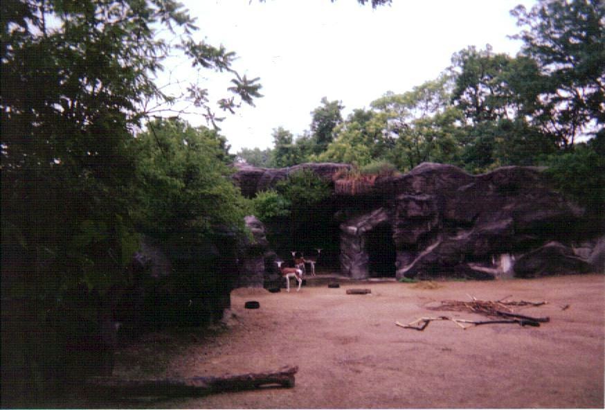 Mhorr Gazelle Paddock ~ Wildlife Canyon