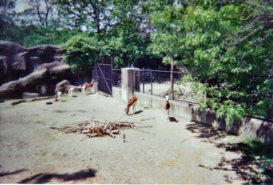 Mhorr Gazelle Second Yard - May 2004