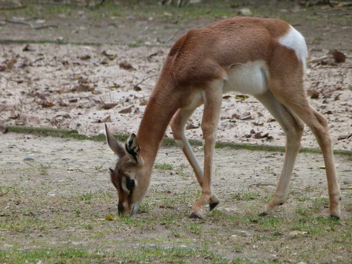 Mhorr gazelle -Tierpark Berlin (2024)