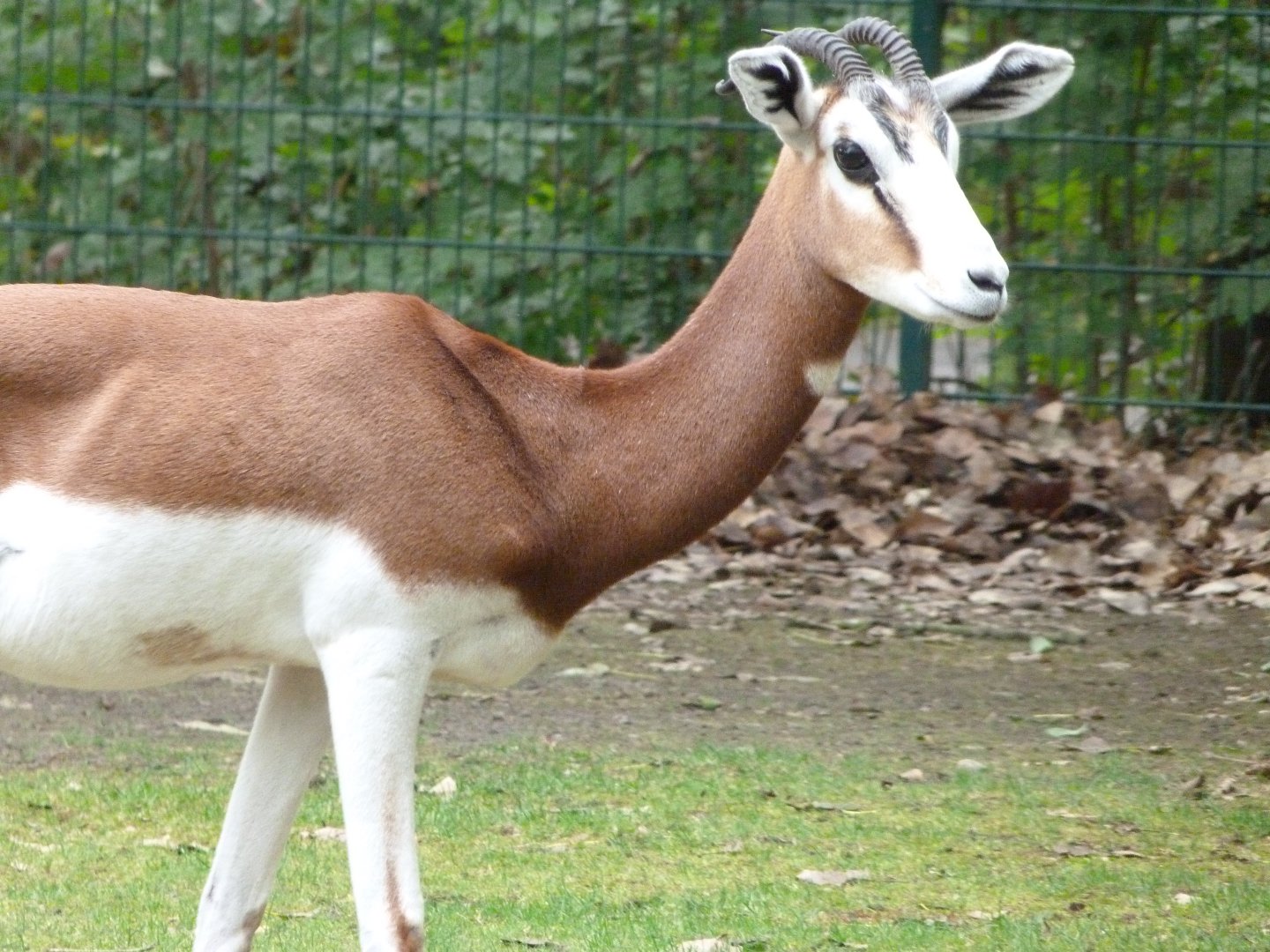 Mhorr gazelle -Tierpark Berlin (2024)