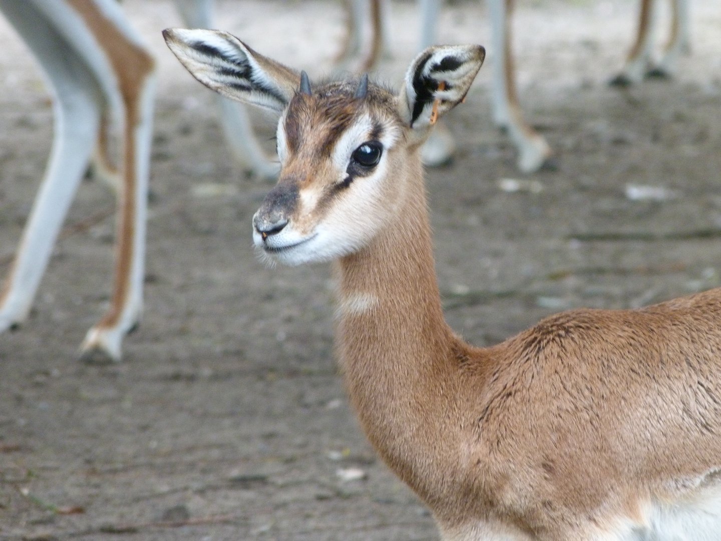 Mhorr gazelle -Tierpark Berlin (2024)