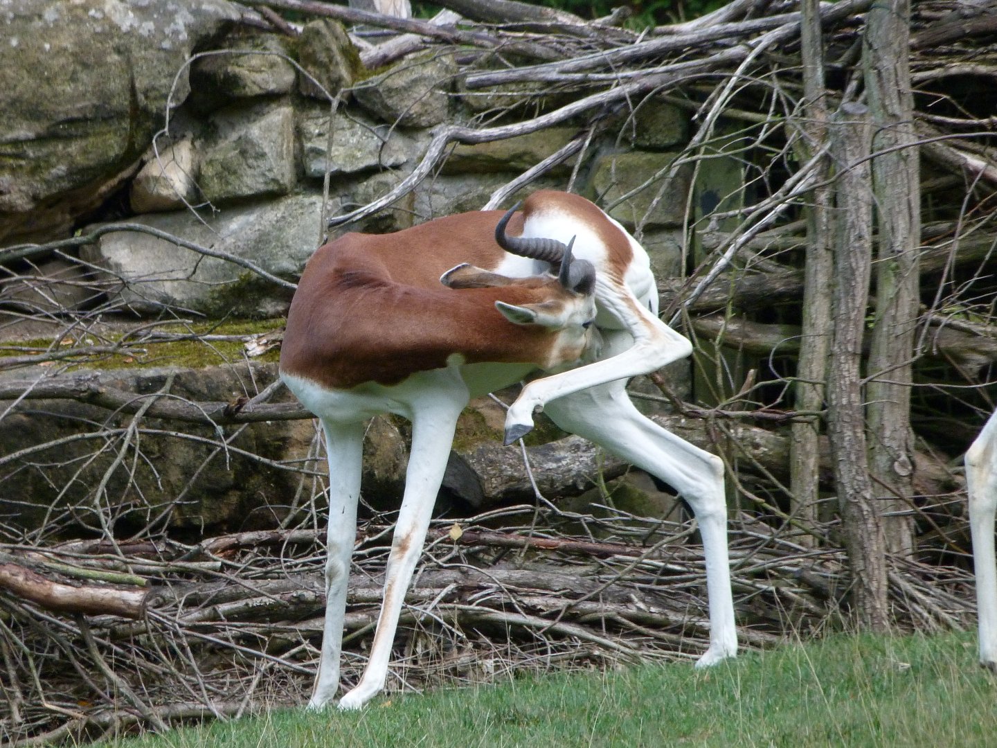Mhorr gazelle -Zoo Praha (2025)
