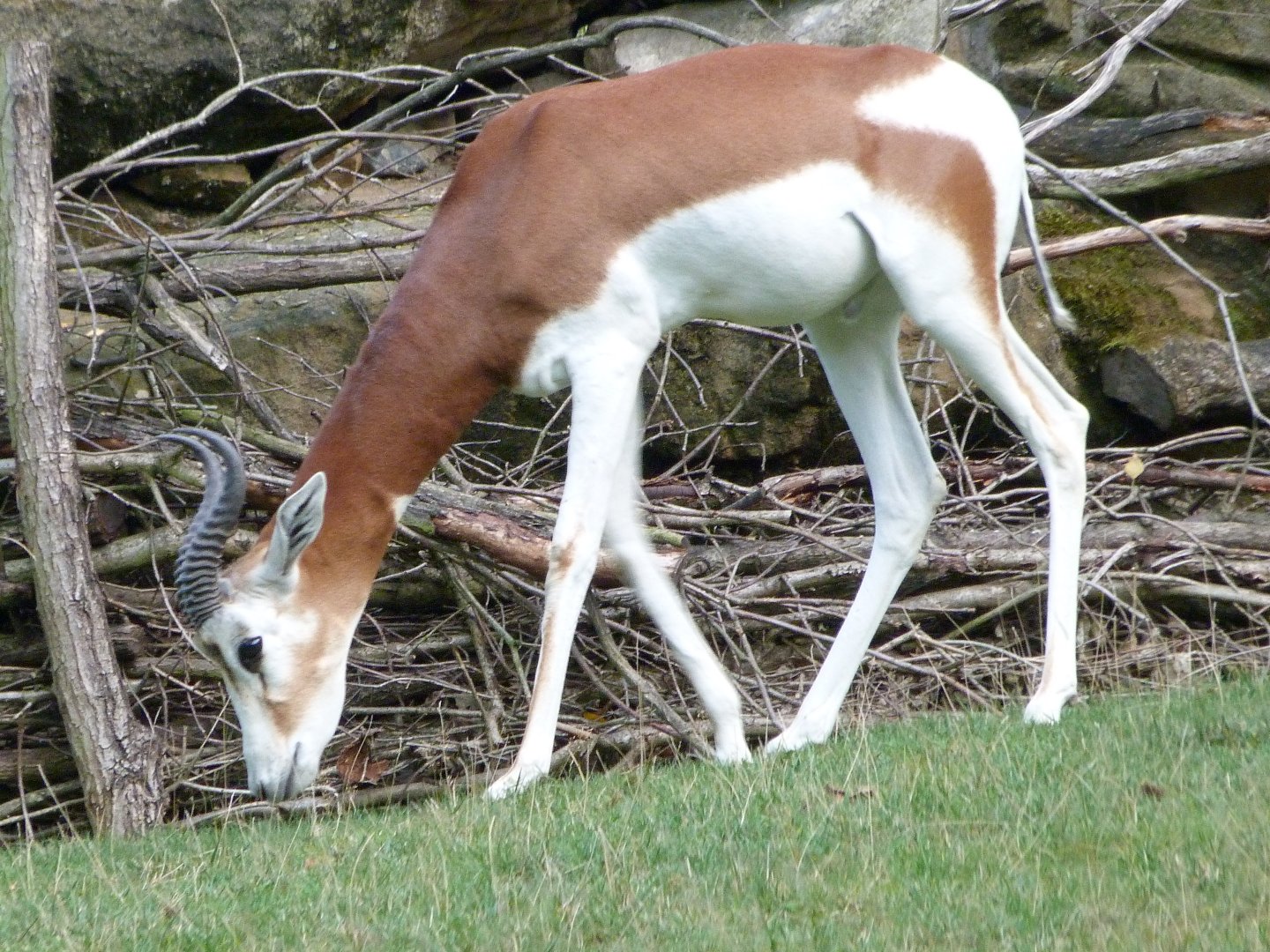 Mhorr gazelle -Zoo Praha (2025)