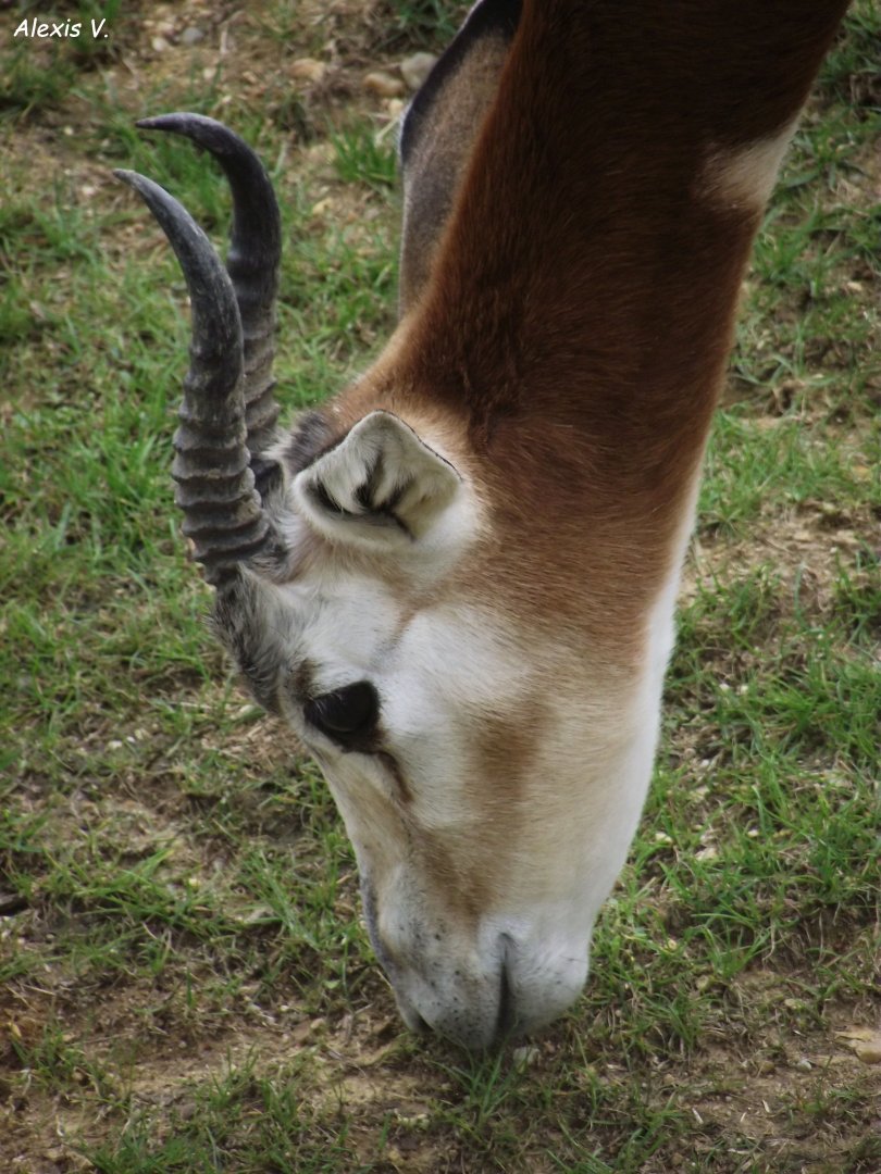 Mhorr Gazelle - Zooparc de Beauval - 13/07/2024
