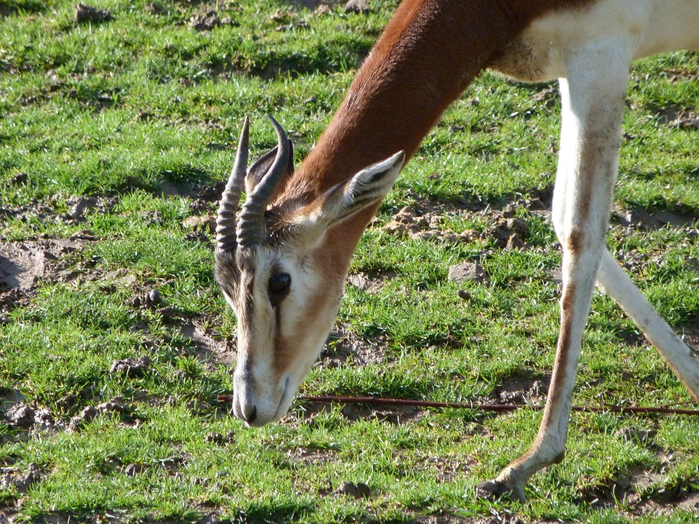 Mhorr gazelle -ZooParc de Beauval (2025)