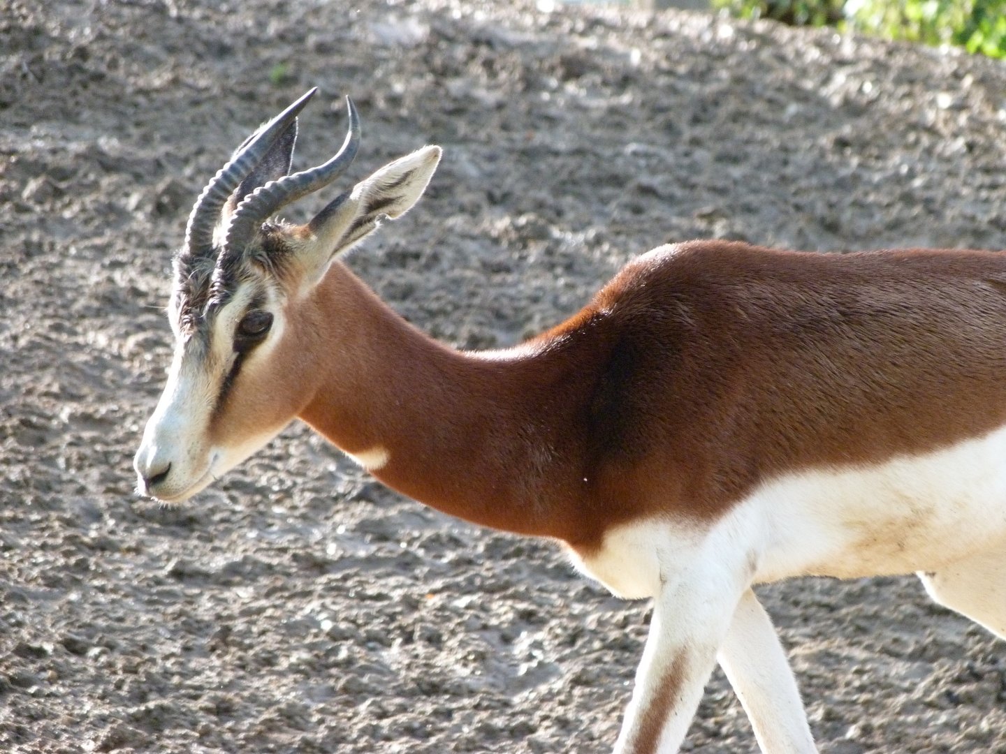 Mhorr gazelle -ZooParc de Beauval (2025)