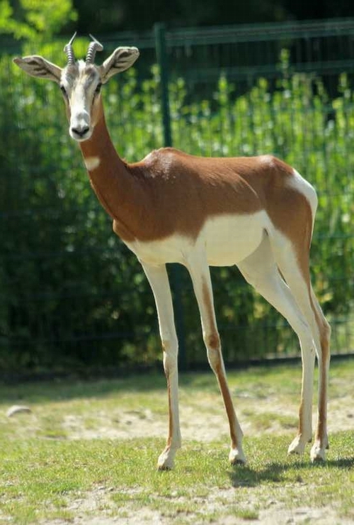 Mhorr Gazelle