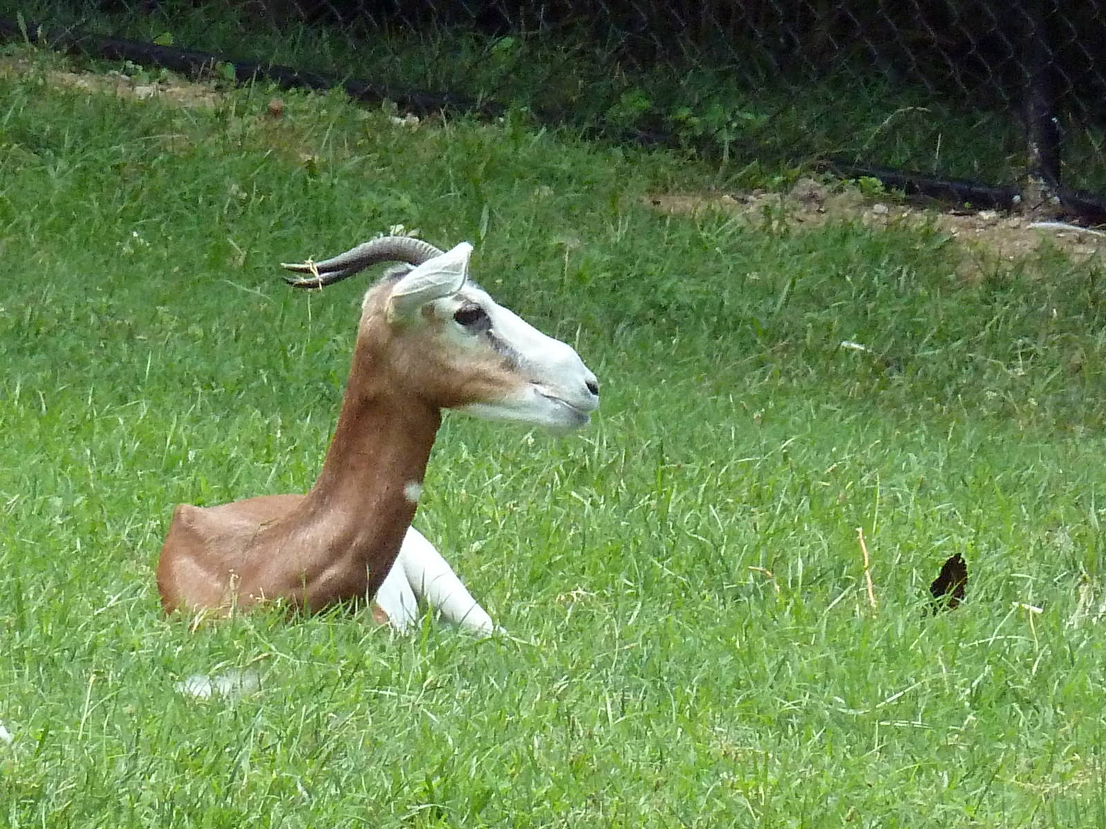 Mhorr Gazelle