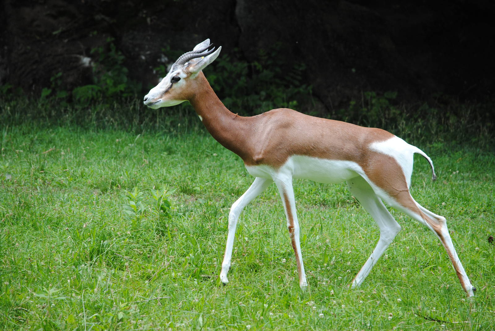 Mhorr Gazelle