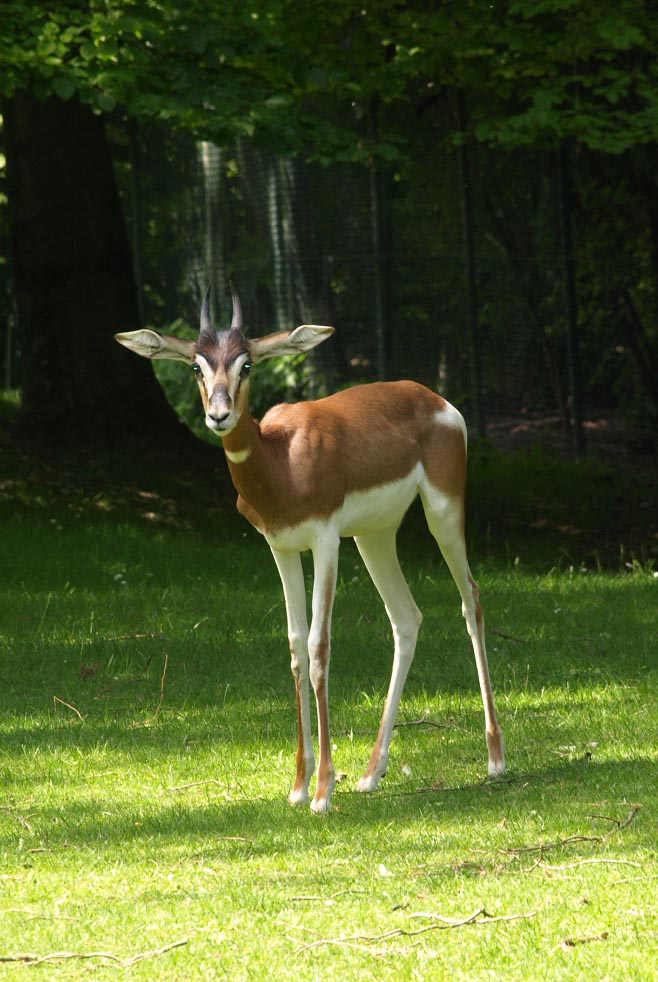 Mhorr gazelle