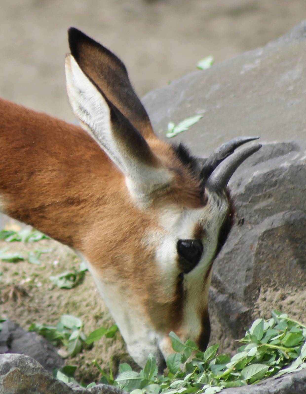 mhorr gazelle