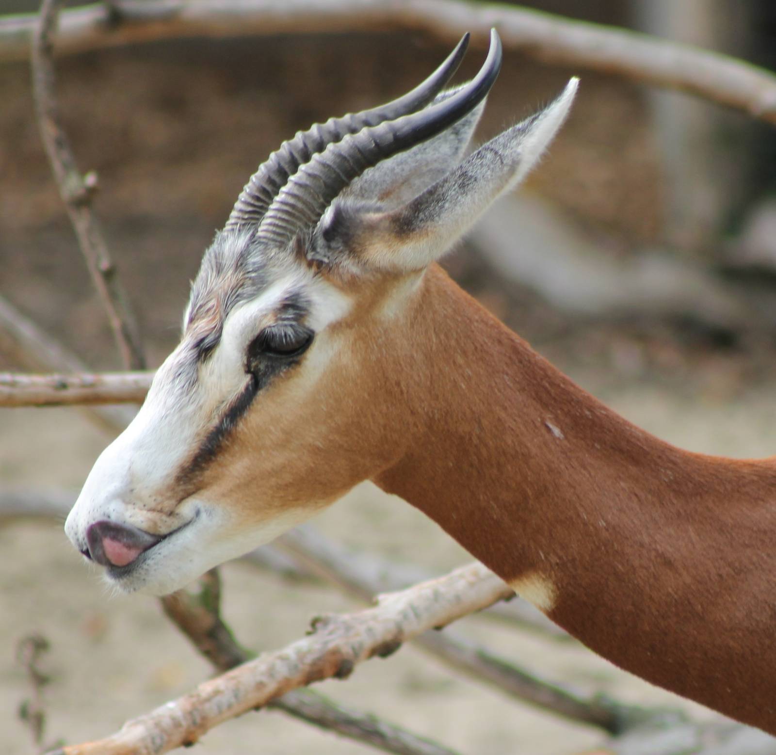 Mhorr gazelle