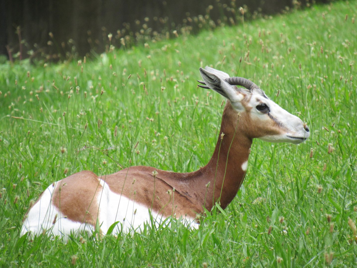 Mhorr gazelle