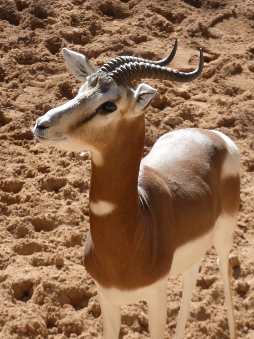 Mhorr Gazelle