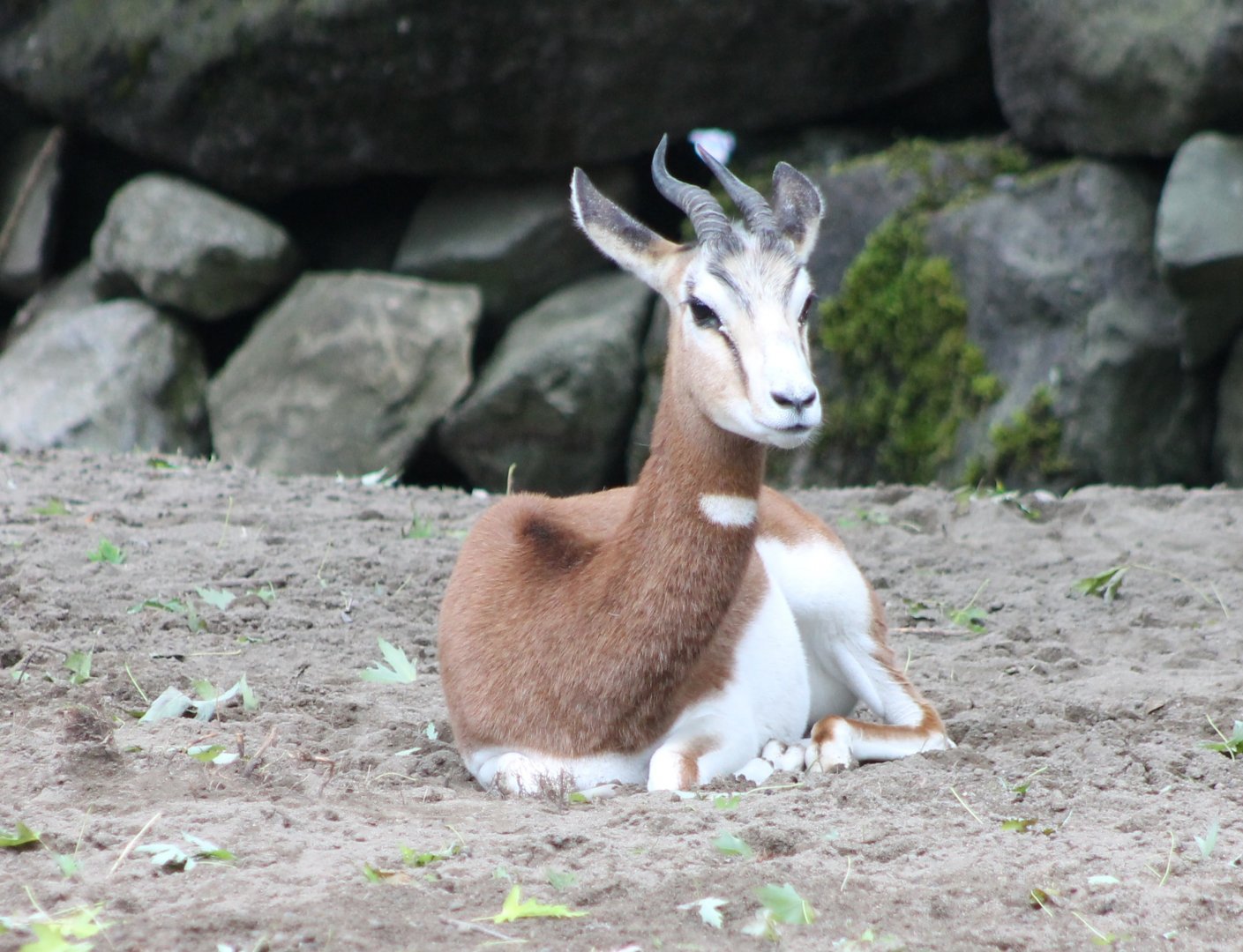 Mhorr gazelle