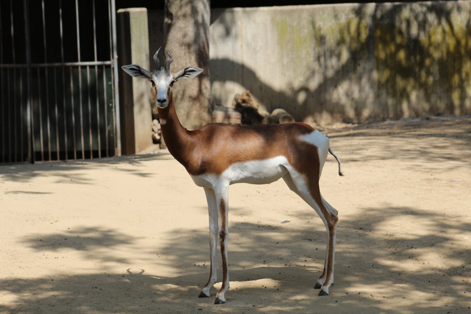 Mhorr Gazelle